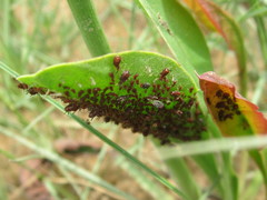 Uroleucon nigrotuberculatum