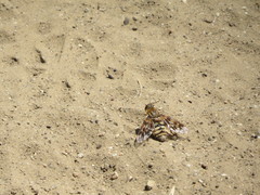 Thyridanthrax nugator