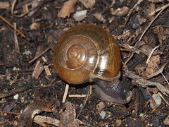 Macrochlamys nitidissima