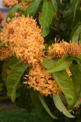 Ixora