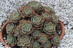 Echeveria