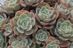Echeveria