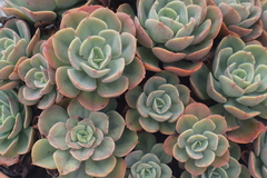 Echeveria