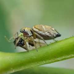 Heliophanus tribulosus