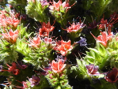 Echium wildpretii image