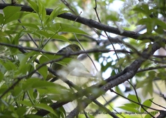 Piranga olivacea