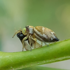 Heliophanus tribulosus