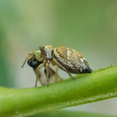 Heliophanus tribulosus