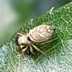 Heliophanus tribulosus