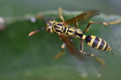 Polistinae