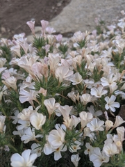Linanthus