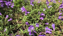 Penstemon fruticosus