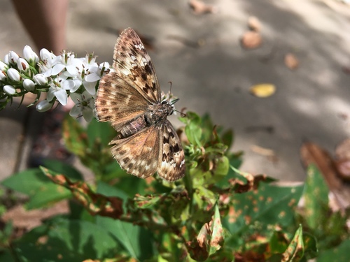 Horace's Duskywing photo 6