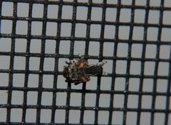 Conotrachelus anaglypticus