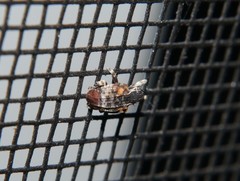 Conotrachelus anaglypticus