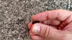 Harpalus pensylvanicus