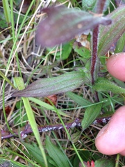 Castilleja litoralis