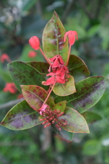 Ixora