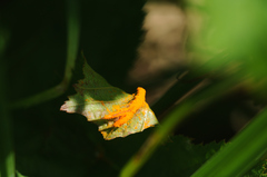 Triphragmium ulmariae