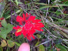 Castilleja litoralis