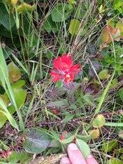 Castilleja litoralis