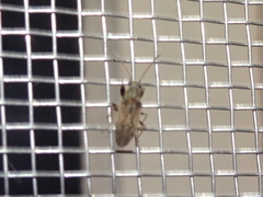 Pseudopachybrachius basalis