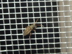 Pseudopachybrachius basalis