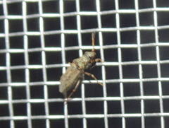 Pseudopachybrachius basalis