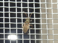 Pseudopachybrachius basalis