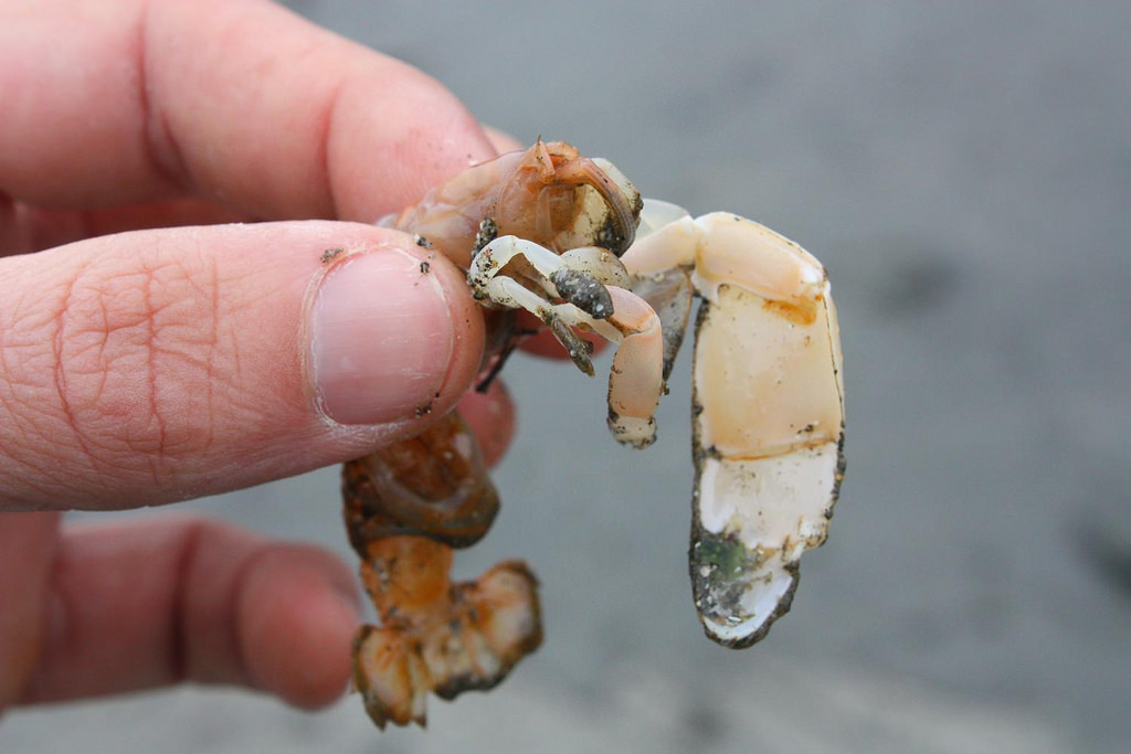 bay ghost shrimp ecological role