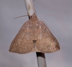 Argyrostrotis flavistriaria
