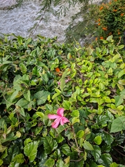 Hibiscus rosa-sinensis