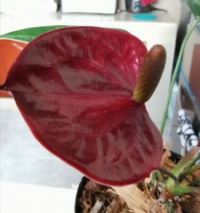 Anthurium andraeanum