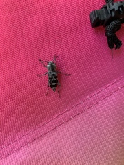 Xylotrechus albonotatus