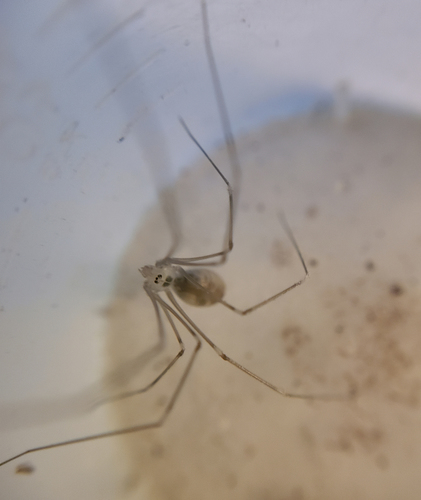 Long-bodied Cellar Spider photo 6