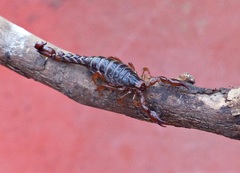 Bothriurus bonariensis