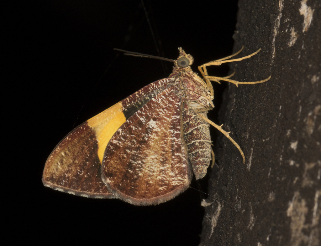 Hagnagora luteoradiata