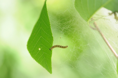 Yponomeuta evonymella