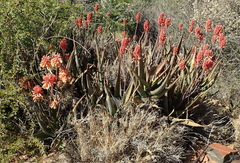 Aloe hereroensis