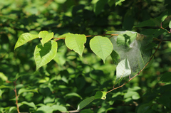 Yponomeuta evonymella