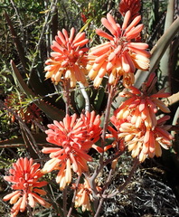 Aloe hereroensis