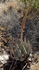 Aloe gariepensis