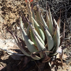 Aloe gariepensis