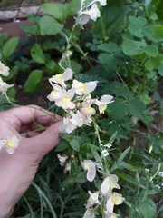 Linaria repens