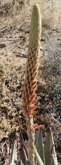Aloe gariepensis