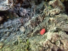 Smarididae