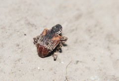 Conotrachelus anaglypticus