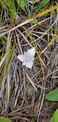 Calochortus elegans selwayensis
