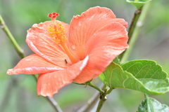 Hibiscus rosa-sinensis