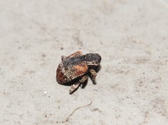 Conotrachelus anaglypticus